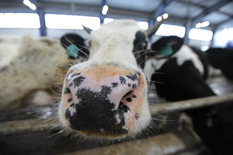 11 производителей молока получили господдержку в Хабаровском крае