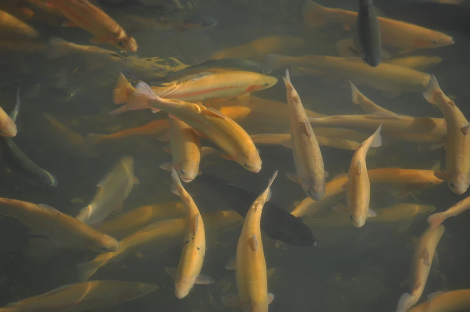 Новый рыбный комплекс в Салаватском районе создаст рабочие места.