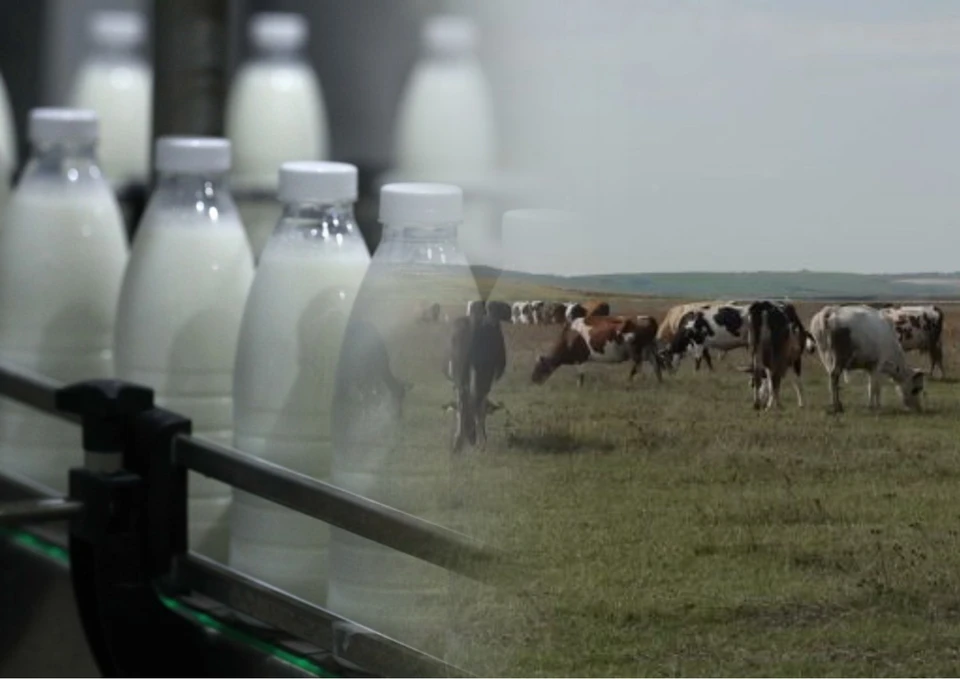 В Молдове угробили животноводство. Фото: коллаж КП