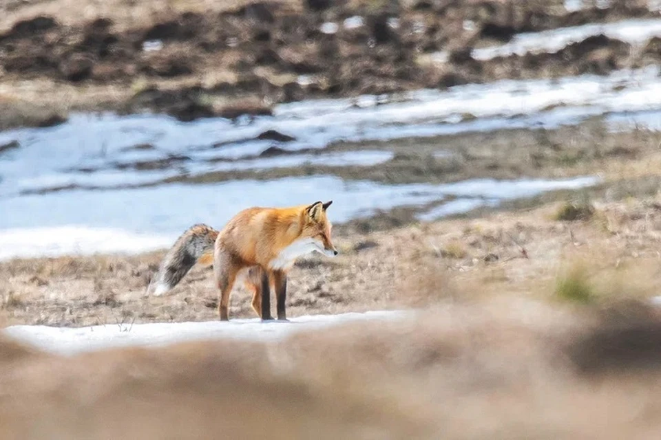 У лисичек скоро наступит голодное время. Фото: Дмитрий Иванов