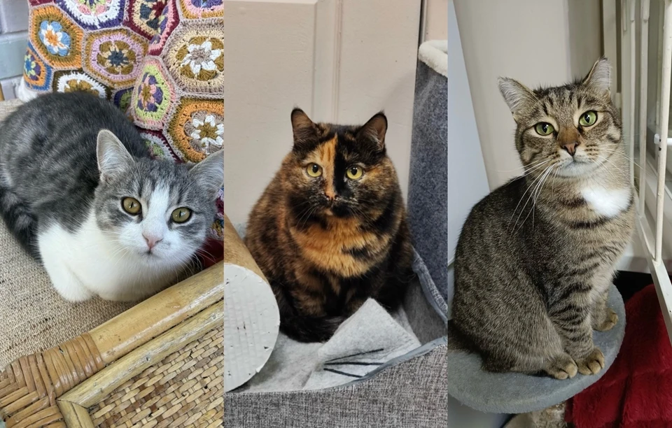 Мы надеемся, что однажды они все обретут дом. Фото: котофонд «Спасем вместе».