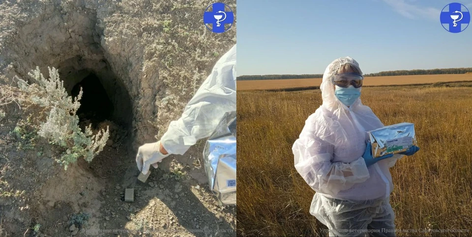 Фото: Управление ветеринарии Правительства Саратовской области