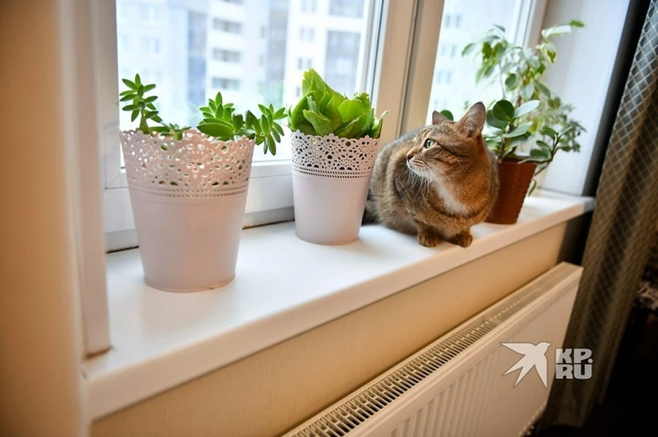 При проведении работ температура в квартирах не опустится ниже 20 градусов тепла