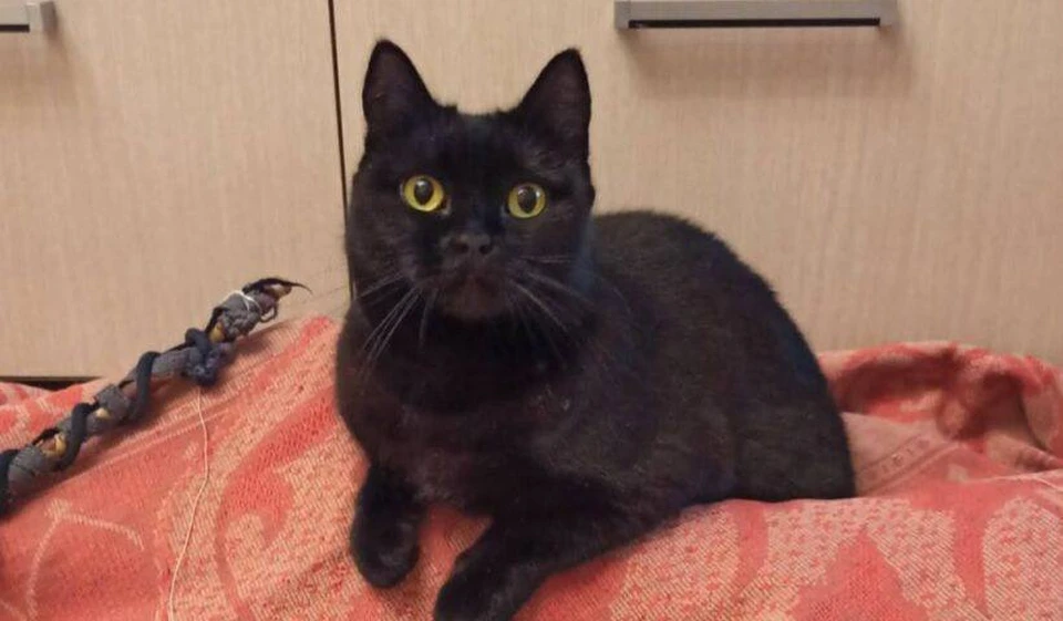 Тульские волонтеры спасли запертую в квартире после смерти хозяина кошку. Фото: зооприют "Любимец".