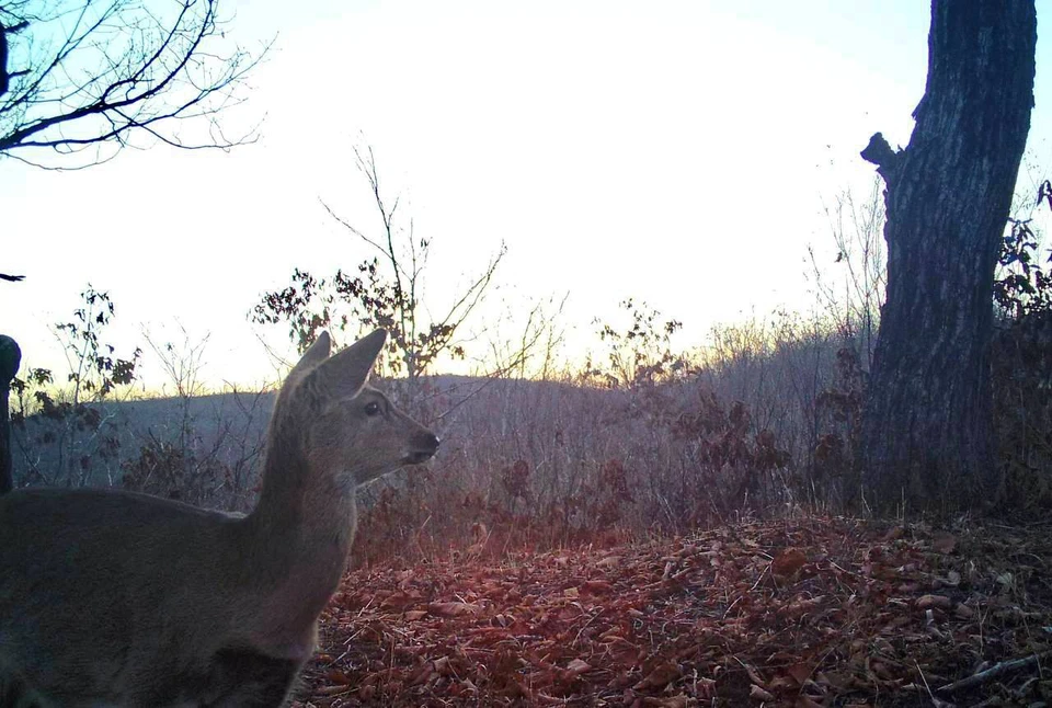 Работа с фотоловушками – лишь часть масштабной деятельности научного отдела «Земли леопарда». Фото: «Земля леопарда»
