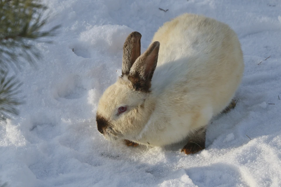 Фото: архив "КП".