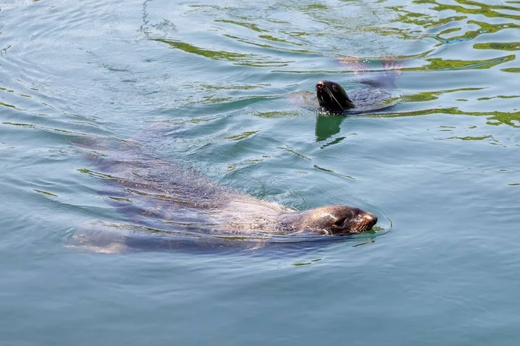 Прибавили в весе и напитали кожу: звезды океанариума тюлени Паша и Чеба отправились на зимовку в Приморье