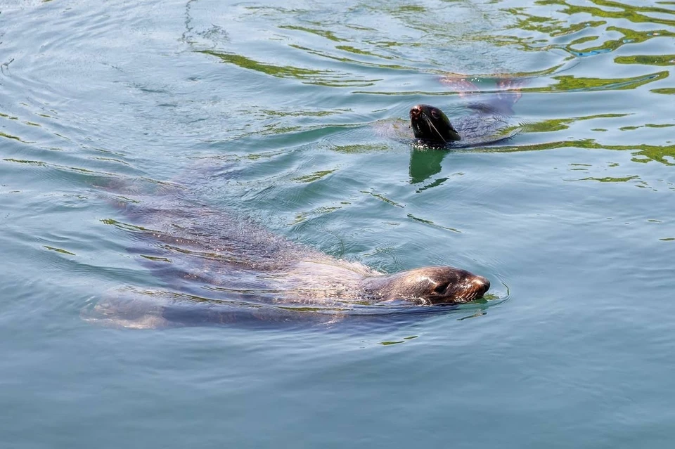 Для Паши и Чебы теплый вольер в Приморском океанариуме – надежное место для зимовки. Фото: Приморский океанариум