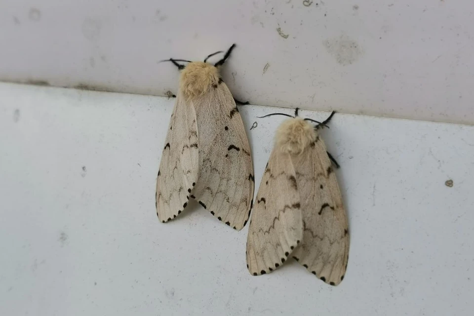 Шелкопряд атакует регион