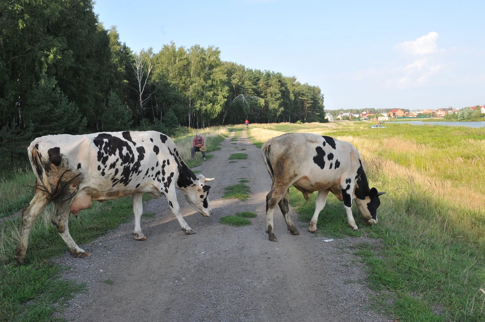 Коровы пасутся.