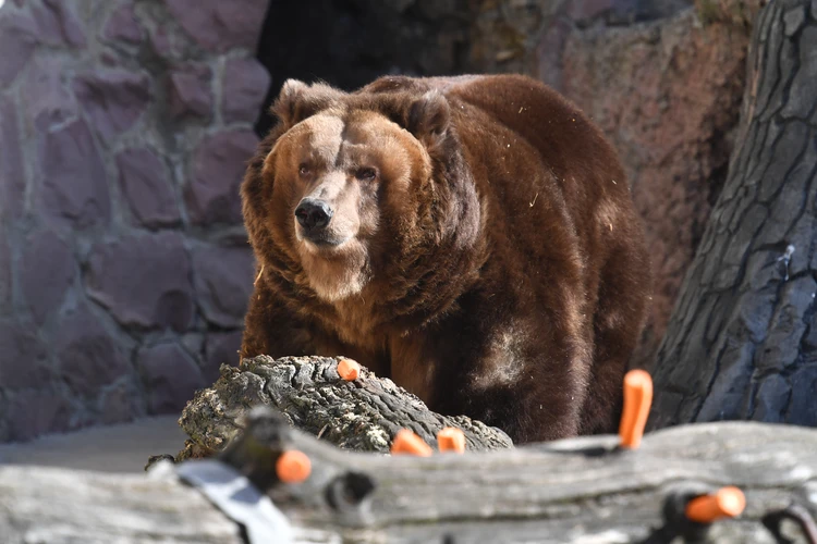 «Почти потерял надежду»: заблудившийся в лесу охотник три дня отстреливался от медведей в Чечне