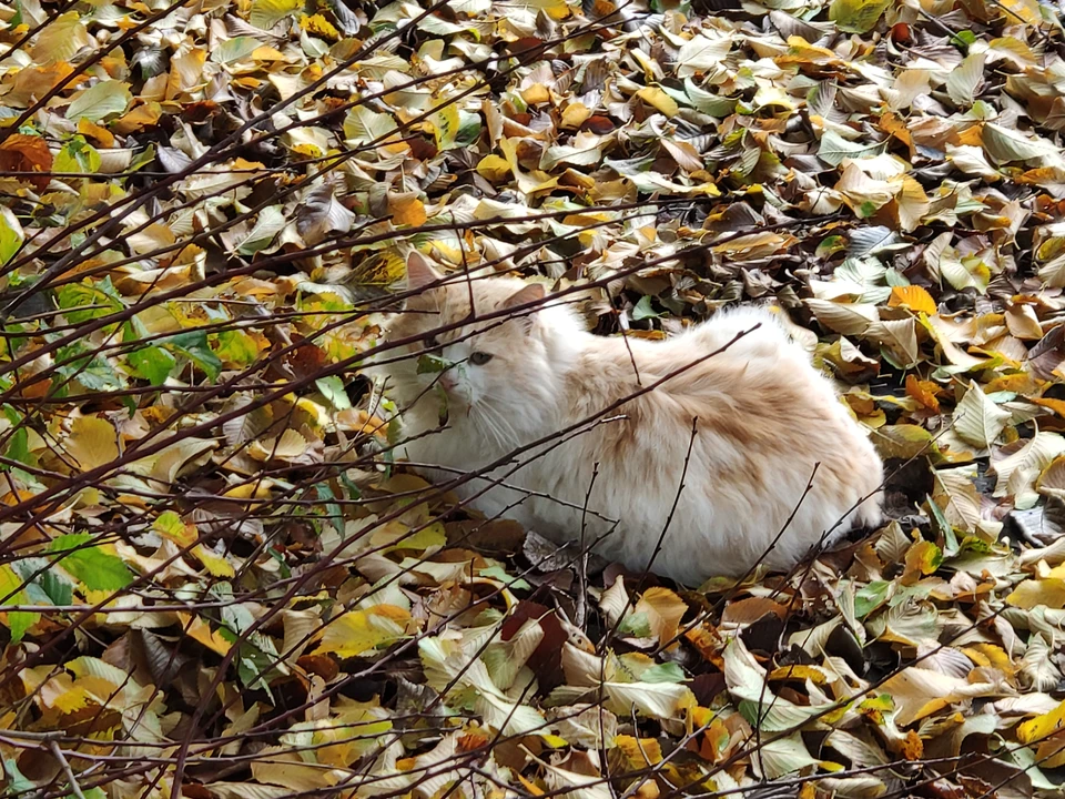 Поздняя осень в Крыму