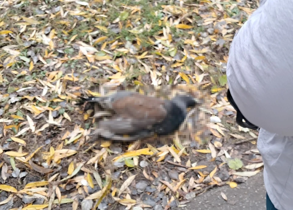 Мертвого глухаря с черепно-мозговой травмой нашли в Дашково-Песочне. Фото: читательница «КП-Рязань»