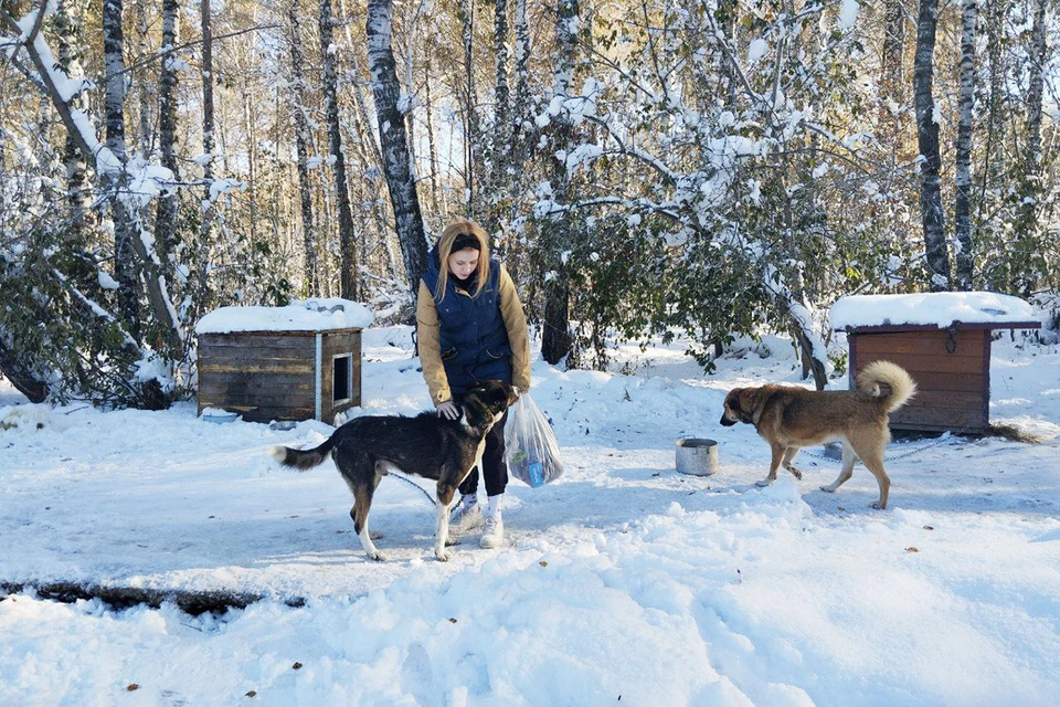 Собаки благодарны волонтерам за общение и помощь. Фото: Екатерина ЛОМАКИНА