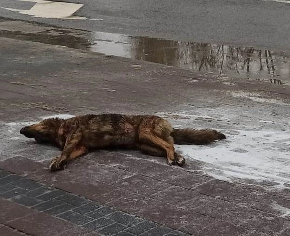 Фото Анны Гребенкиной
