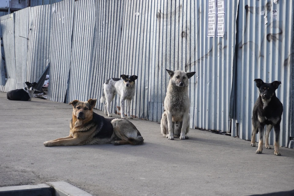 По словам депутата, нужно ввести термин "агрессивное животное".