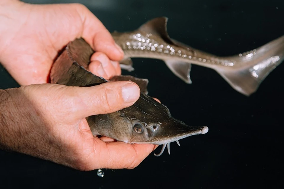 Живую рыбу – 12 осетров и 3 стерлядей – полицейские выпустили в реку