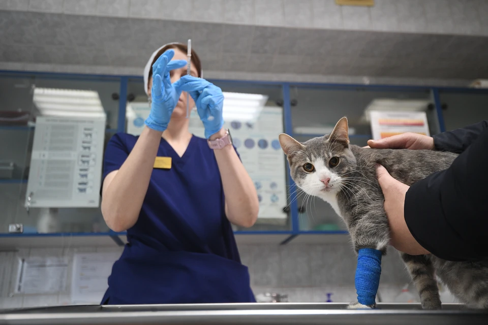 Ветеринары приглашают жителей Вересников на вакцинацию питомцев.