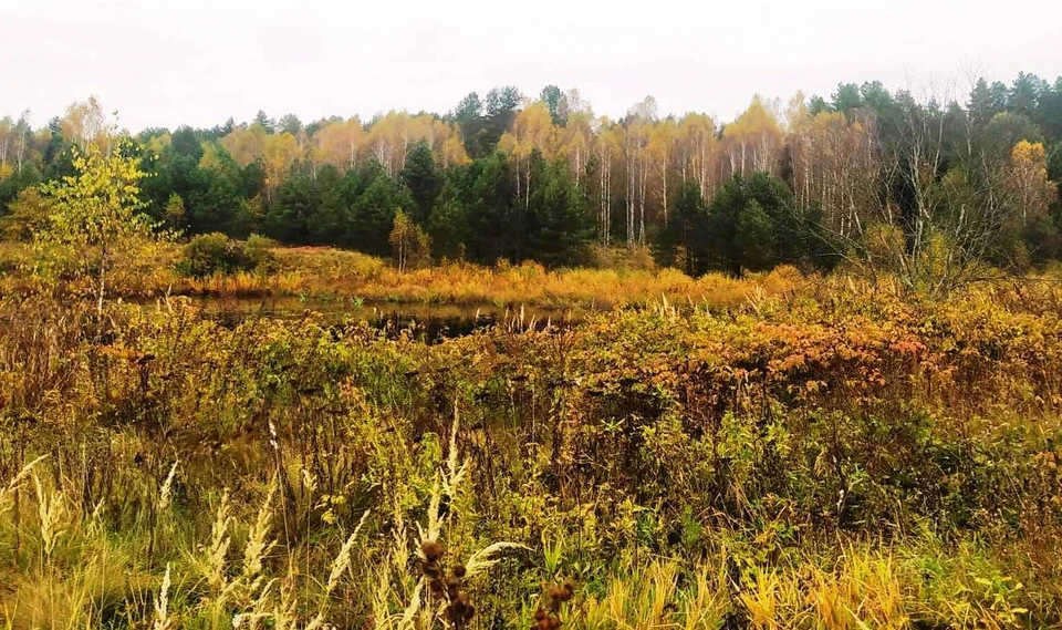 В Дзержинском районе выявили проблему зарастания сельхозземель.