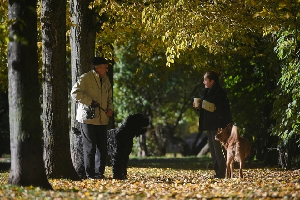 Осенняя погода с небольшим дождем будет 31 октября в регионе