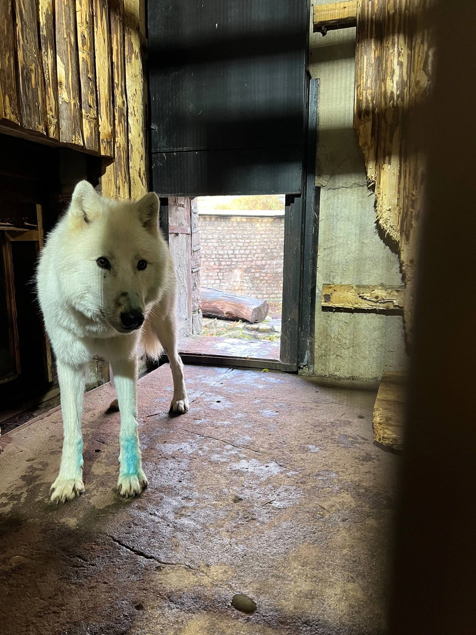 Фото: телеграм-канал директора зоопарка.