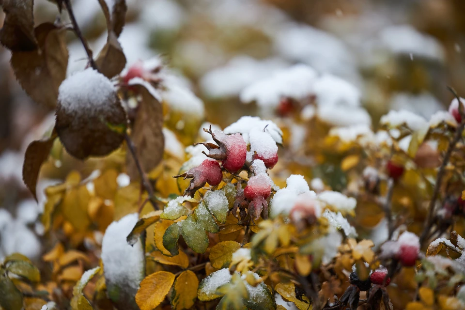 Дожди, снег и понижение температуры пообещали синоптики.