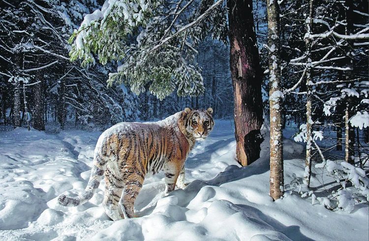 Если в тайге есть тигр, значит, с природой все в порядке