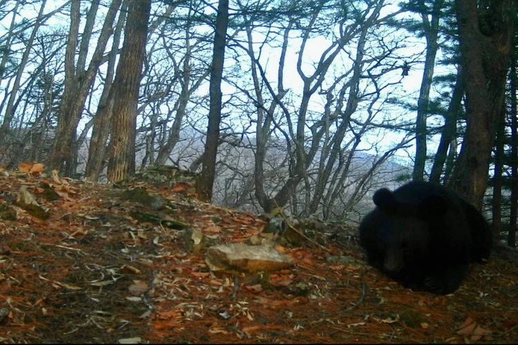 Строят гнезда и засыпают прямо на месте: гималайские медведи показали, что значит комфортный отдых в Приморье