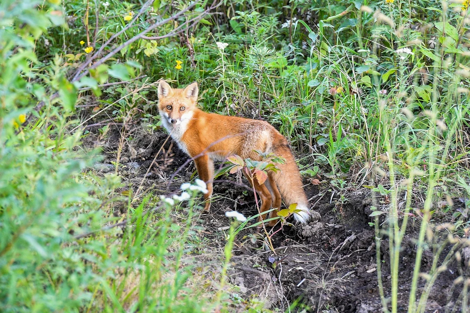 В поселке под Новосибирском ввели карантин из-за зараженной бешенством лисы.