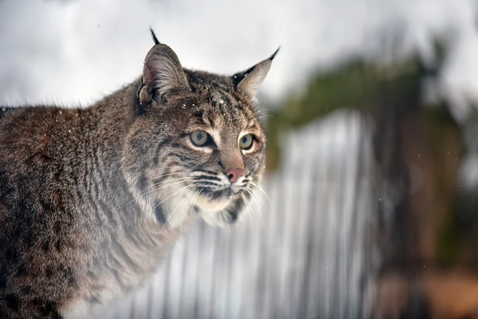 Рысь провалилась в ледяную воду во время прогулки по реке в Хабаровском крае