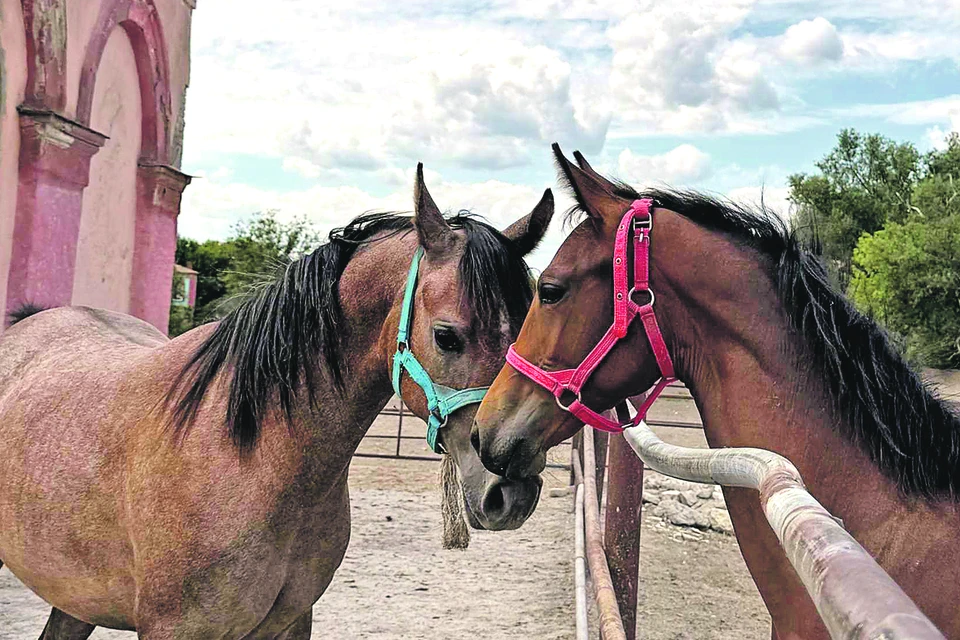 Деркульский конезавод может стать одним из ту-ристических магнитов в регионе. Деркульский конезавод