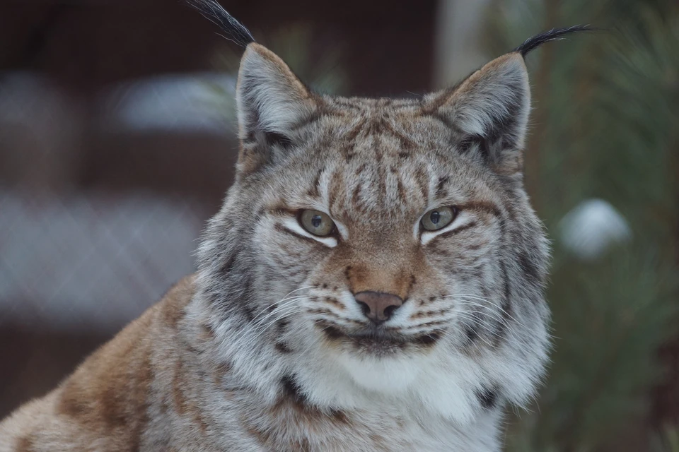 Рысь не испугалась людей, но и близко общаться не пожелала