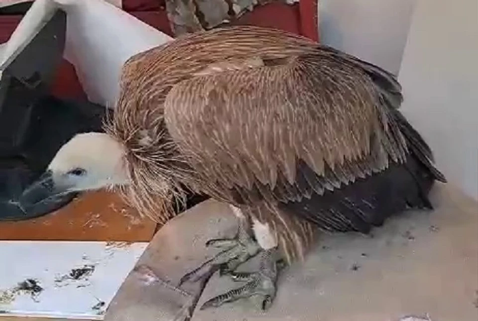 Данный вид птиц занесён в Красную книгу России и нуждается в особой защите. Фото: минприроды Дагестана.