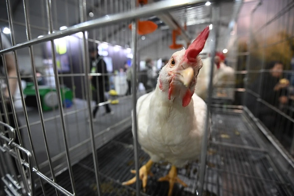 Мясо планировалось поставлять, в том числе, в детские образовательные учреждения республики