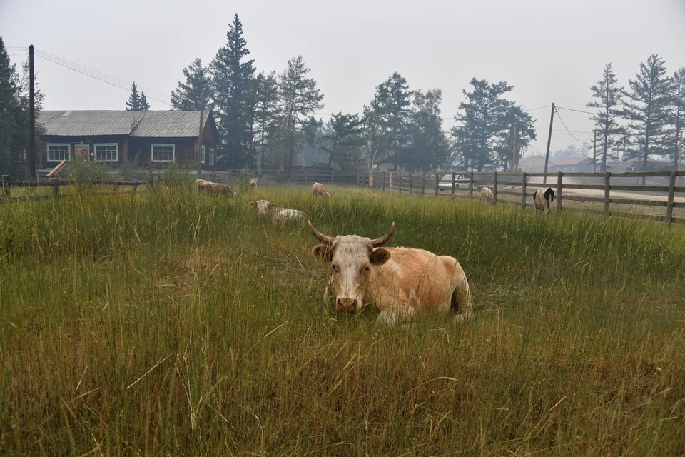 В Искитимском районе Новосибирской области с начала года выявили больше всего случаев бешенства у животных.