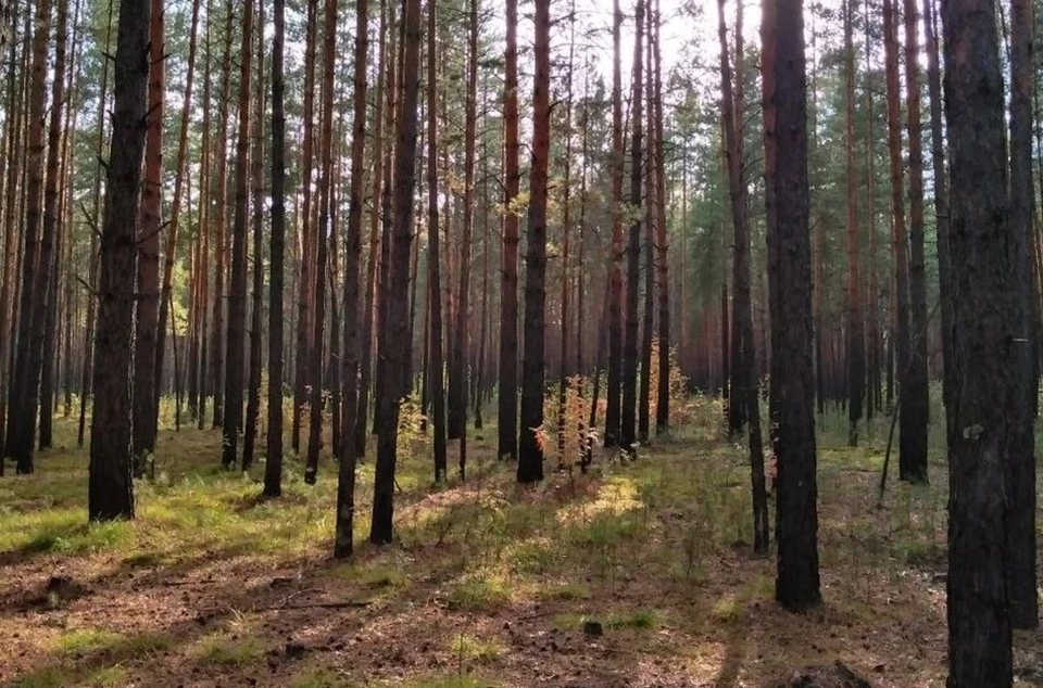 340 соток планирует отдать под спортобъект в Барнауле.