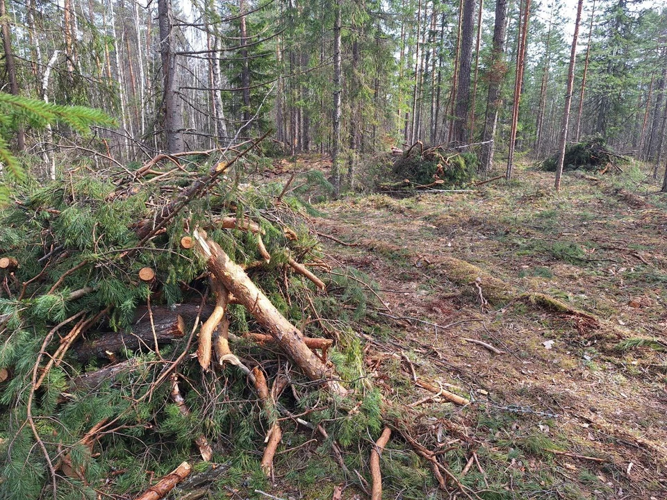 Плановая уборка порубочных остатков стартовала в Нижегородской области. Фото: Минлесхоз Нижегородской области.