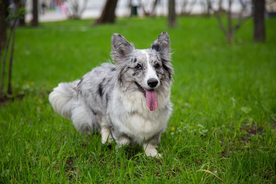 Москвич взыскал через суд компенсацию за укус корги
