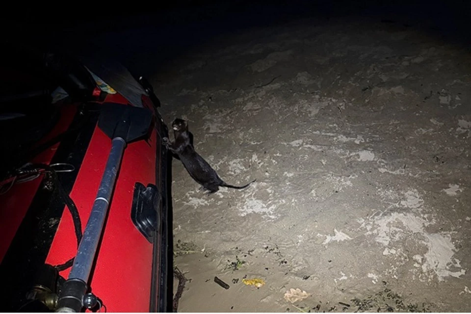 На Припяти отмечаются случаи массового воровства рыбы. Фото: с сайта fishingby.com.