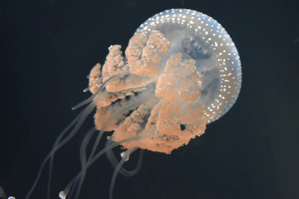 В «Москвариуме» поселится хищная морская крапива Фото: unsplash.com