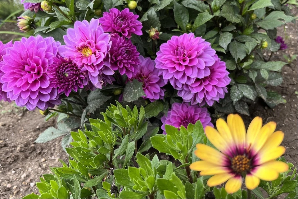 В Севастополе начался сезон осенних цветов.