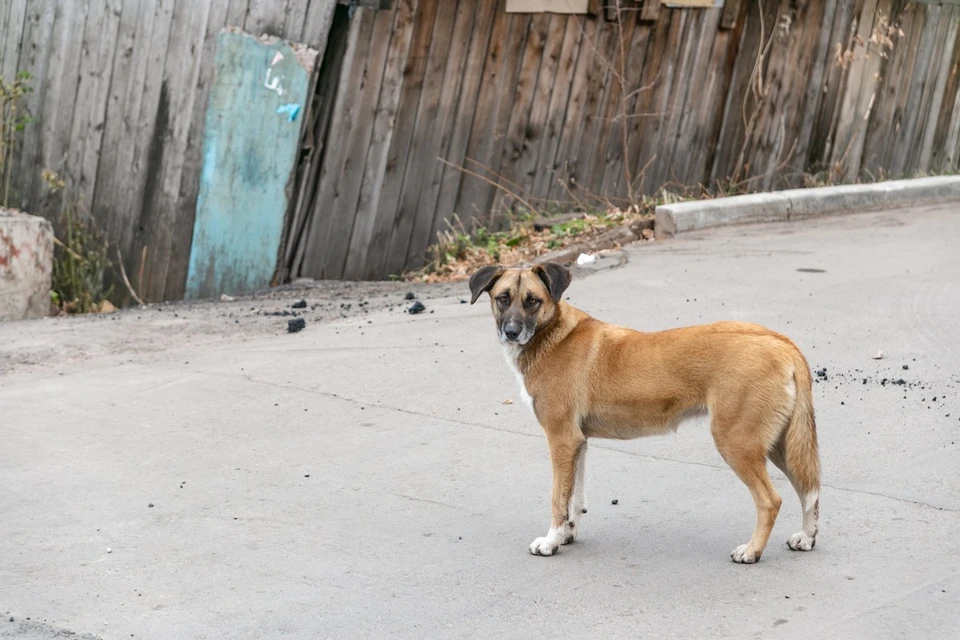 На обращение с бездомными собаками заложено 172 миллиона