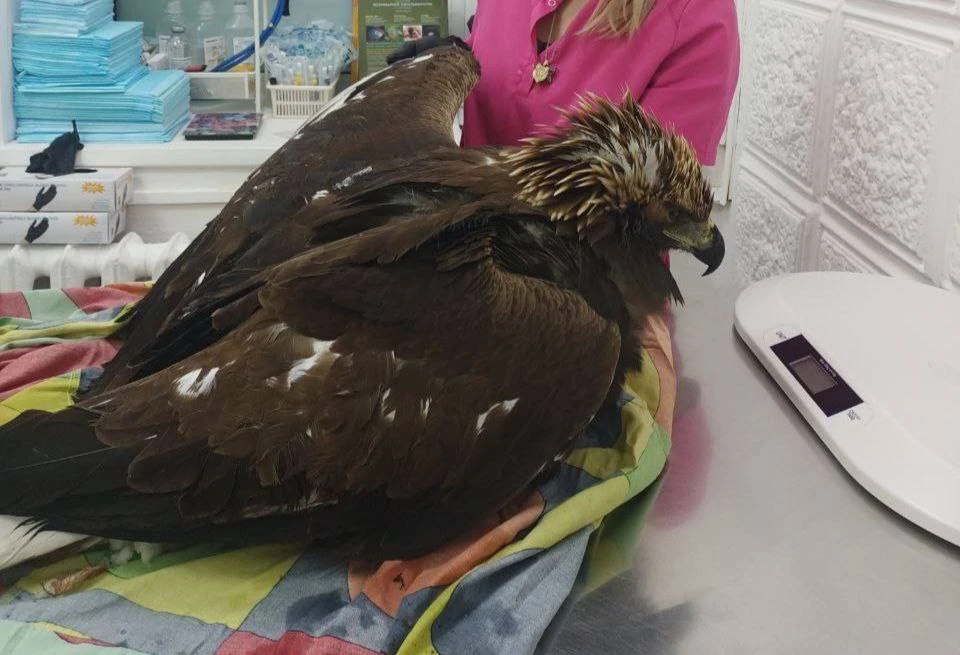 Фото: t.me/omsktop1