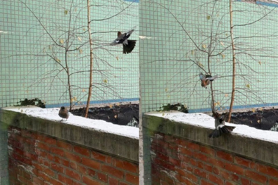 В новосибирском Академгородке засняли редких птиц.