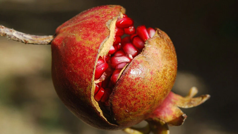 Эндокринолог Хайкина посоветовала осенью есть клюкву и гранат