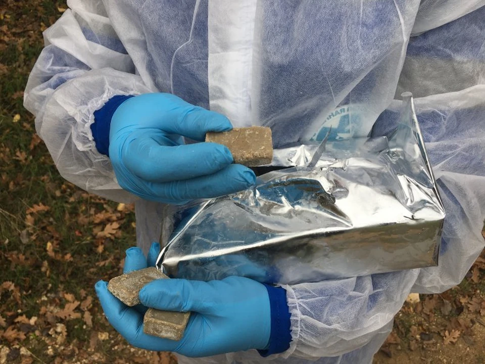 Животные разгрызают брикеты и таким образом вакцинируются. Фото: sev.gov.ru