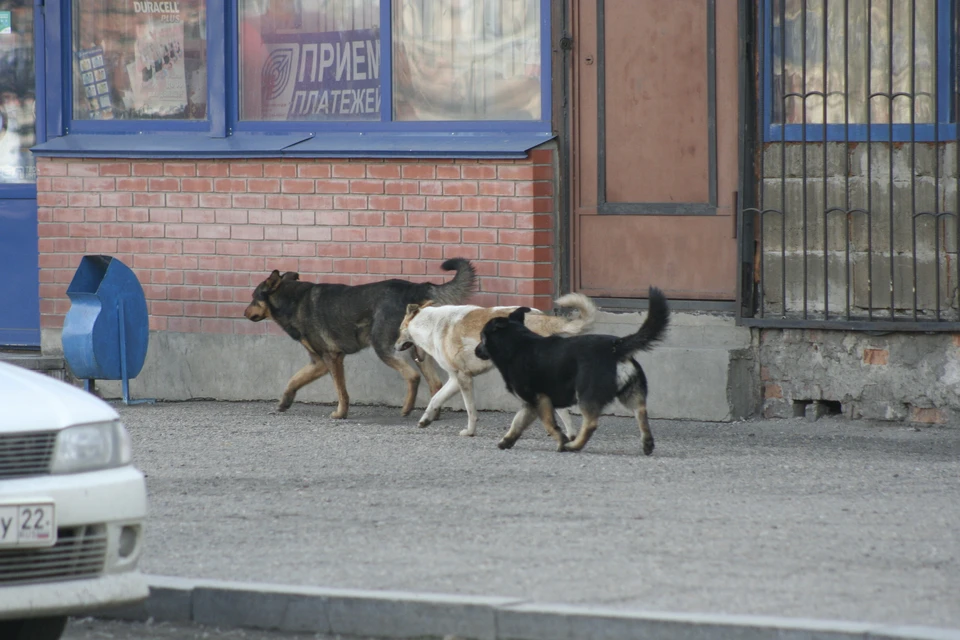 Хозяйка бросила своих собак на привязи и уехала