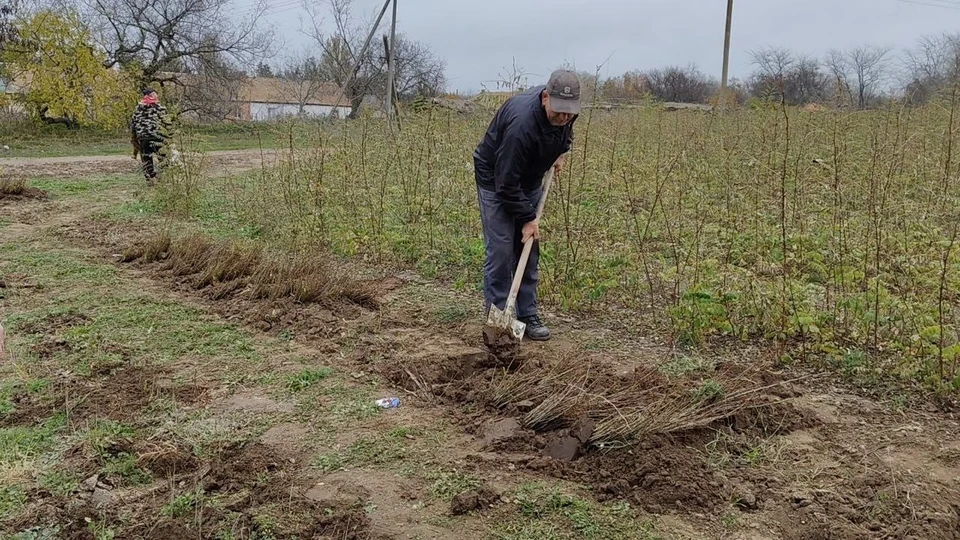 Под Мелитополем занимаются восстановлением лесов