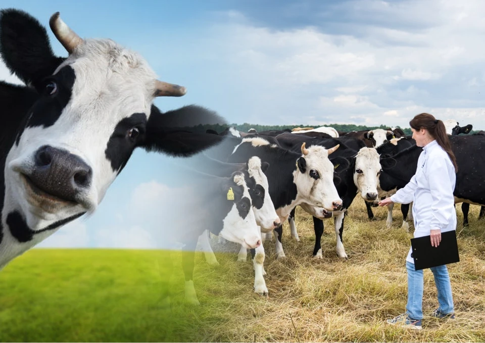 Скоро лечить домашних животных будет просто некому. Фото: коллаж КП