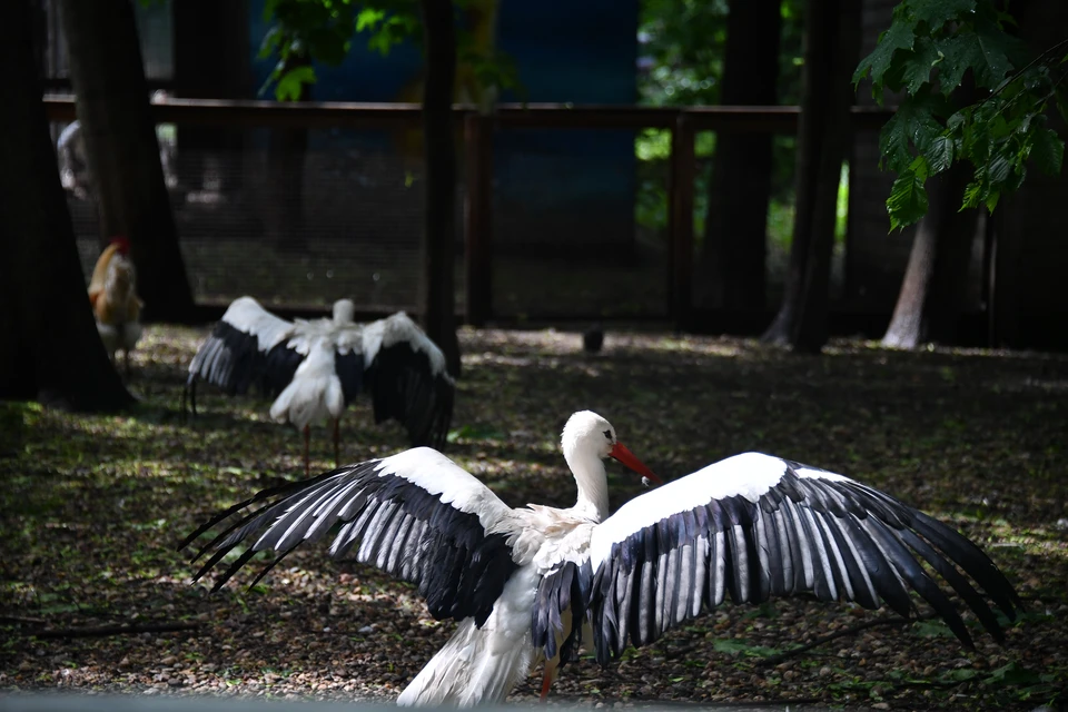 Состояние птицы контролируют ветеринары